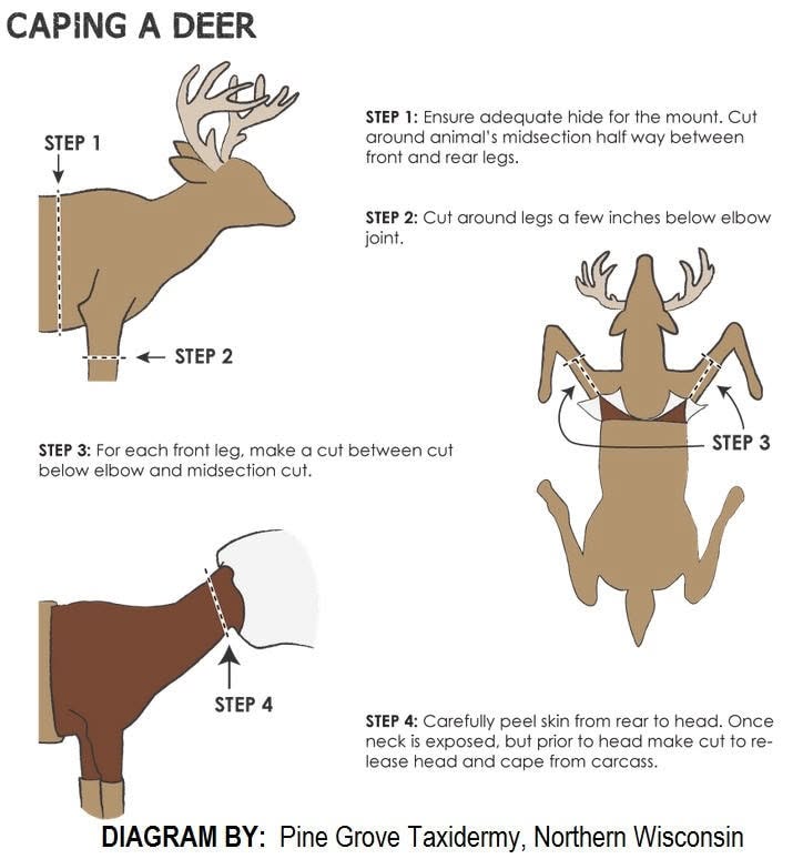 Field care information from Motley’s Wildlife Artistry